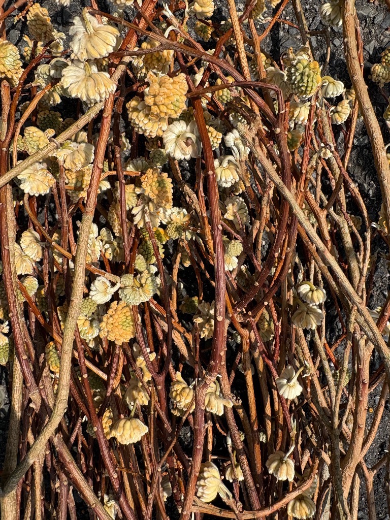 4月の出店予定🌸