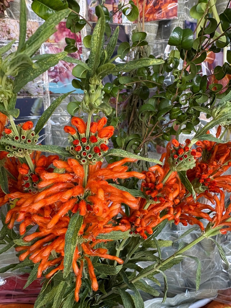 12月の出店予定🗓