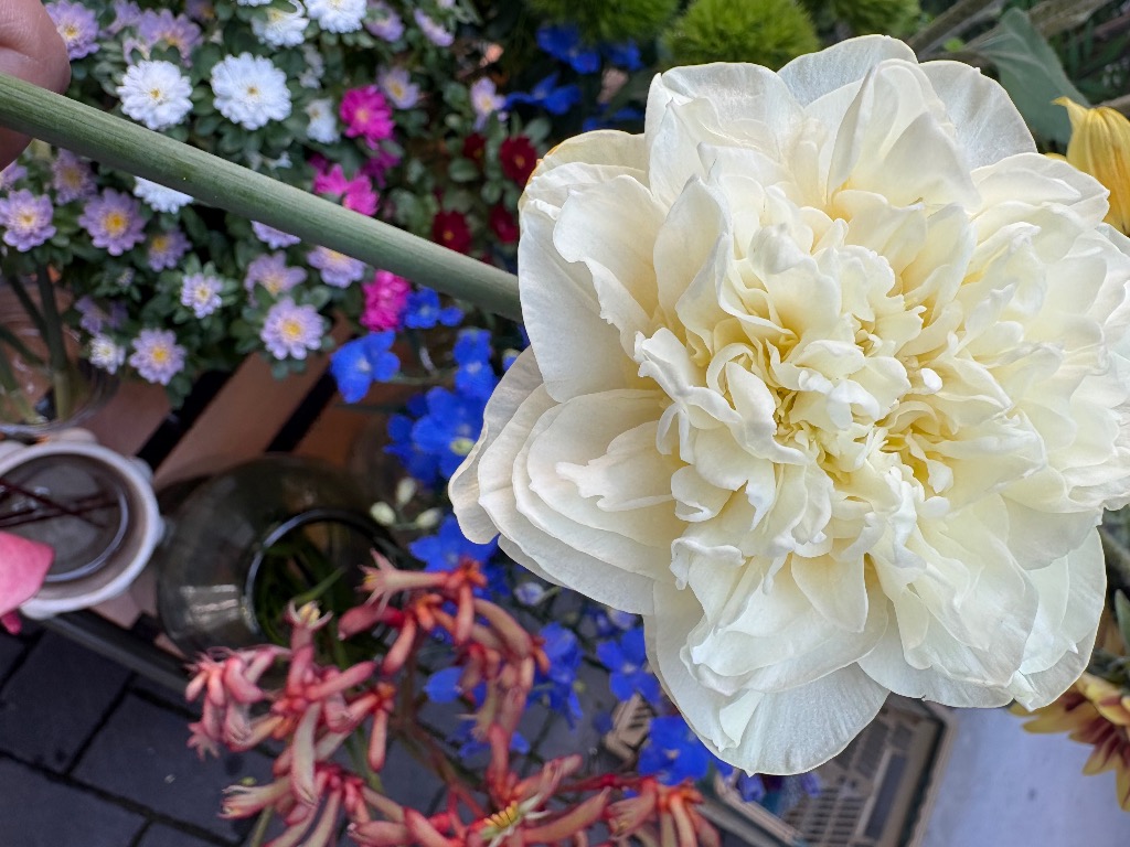 🌞初夏の陽気🥵